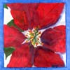 kristin.poinseta