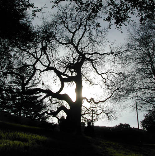 tree siloute