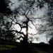 tree siloute