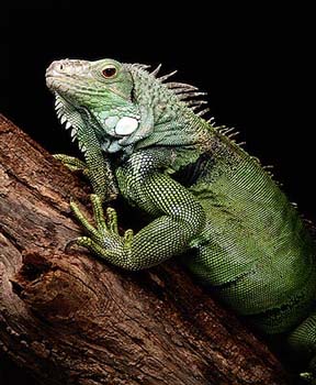 greeniguana