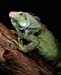 greeniguana