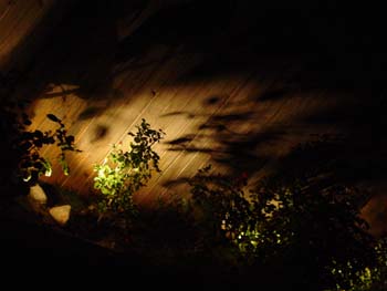 darkleaves