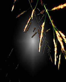 wetleaves