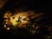 darkleaves