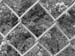 fencetree