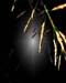 wetleaves